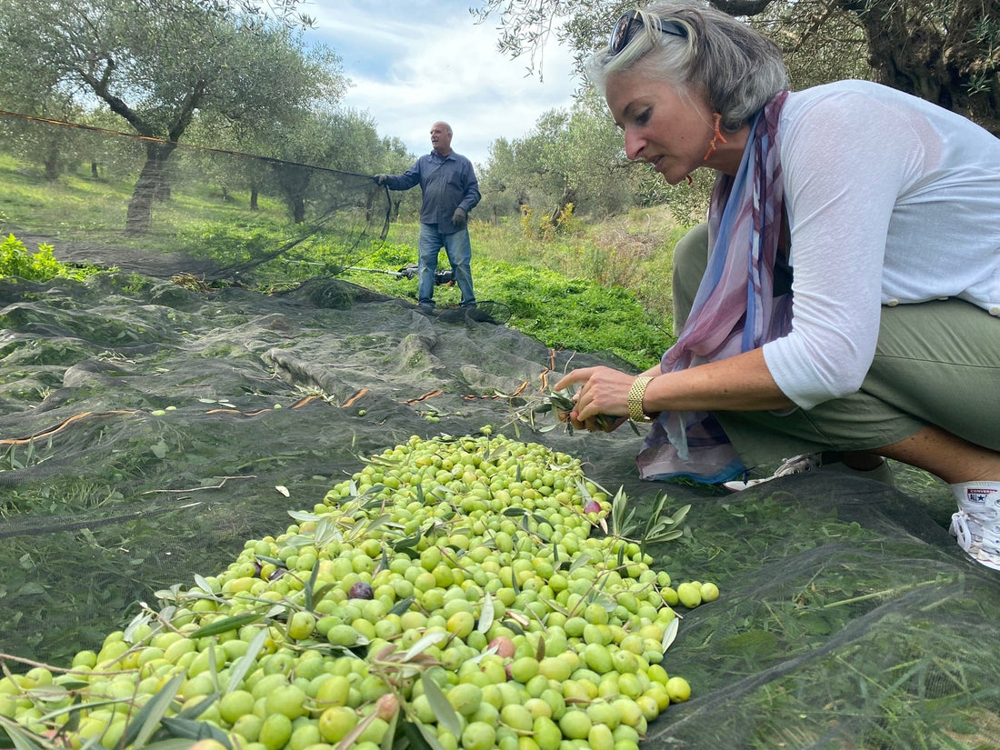 What Makes Sicilian Olive Oil Different? A Guide to Cerasuola IGP