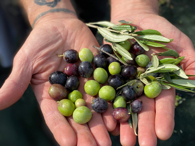Award-Winning Sicilian EVOO – 2025 Harvest